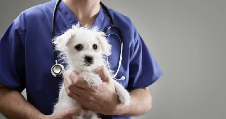 What Is Disability Insurance for Practicing Veterinarians?