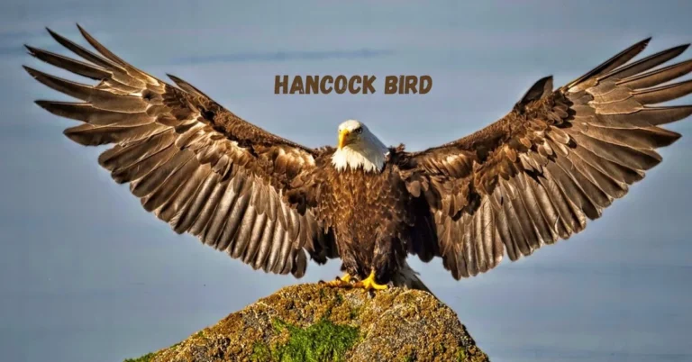 Hancock Bird: Learn All About its Habits, Behaviors, and More Hancock Bird